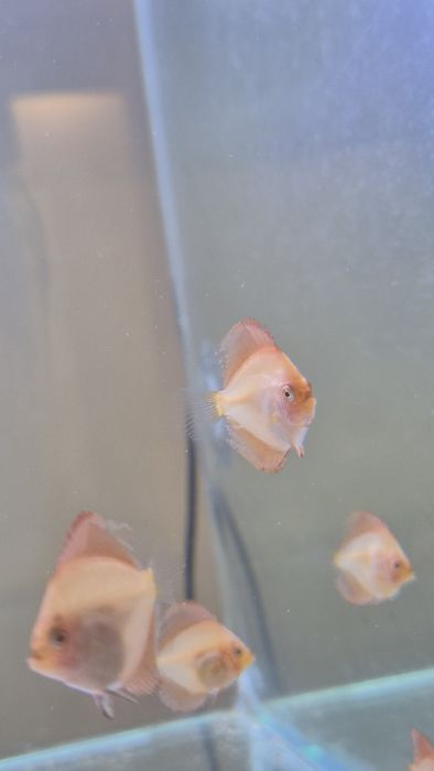Acara-discus  novos