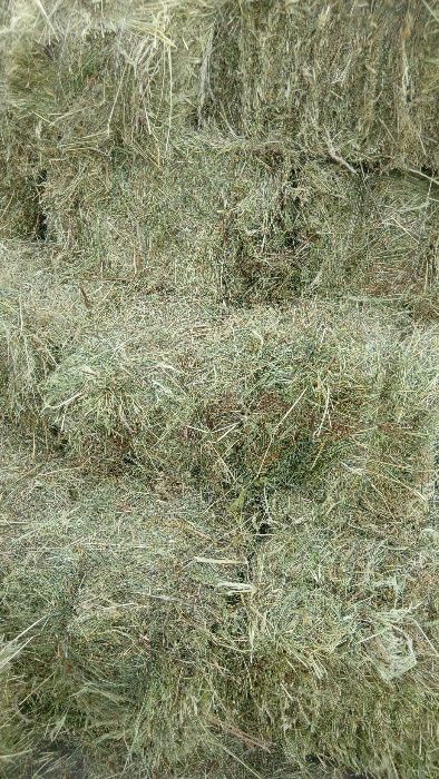 Siano w kostkach bez nawozów