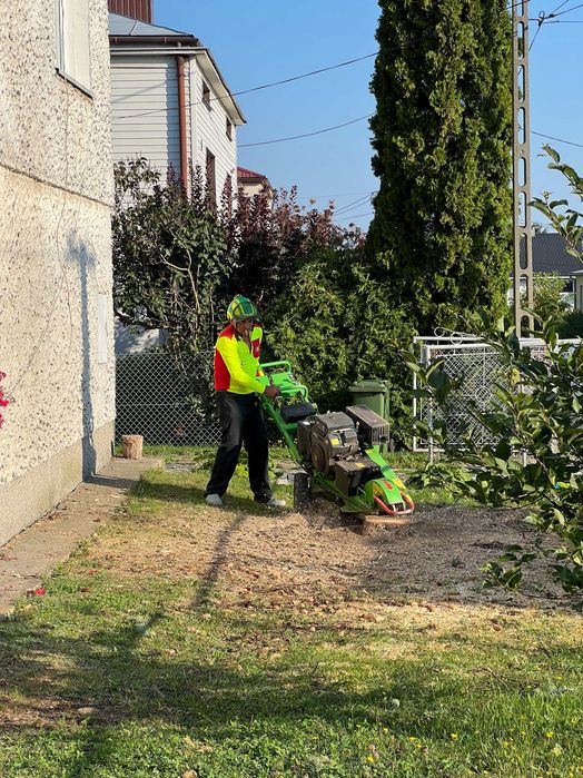 Usuwanie pniaków, frezowanie pni drzew Piotrków Trybunalski