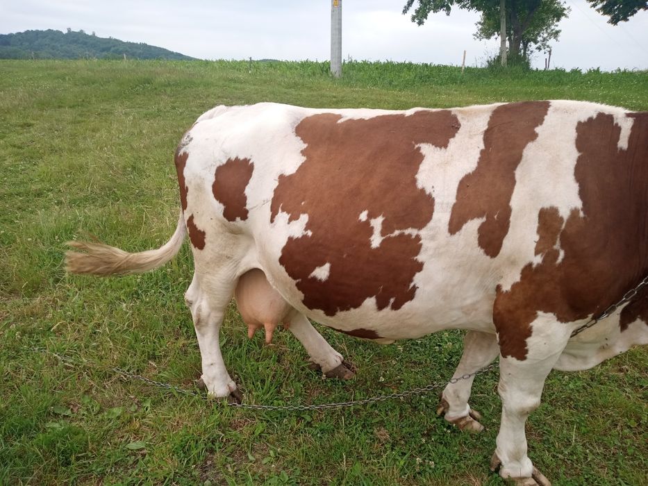Krowa wysoko cielna.