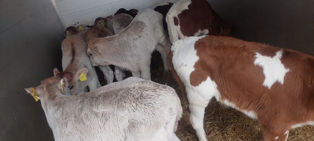 Miesne cielaki Okrzeja