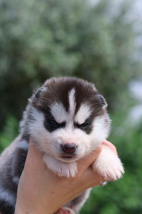 Husky Siberiano com LOP - Iaspis