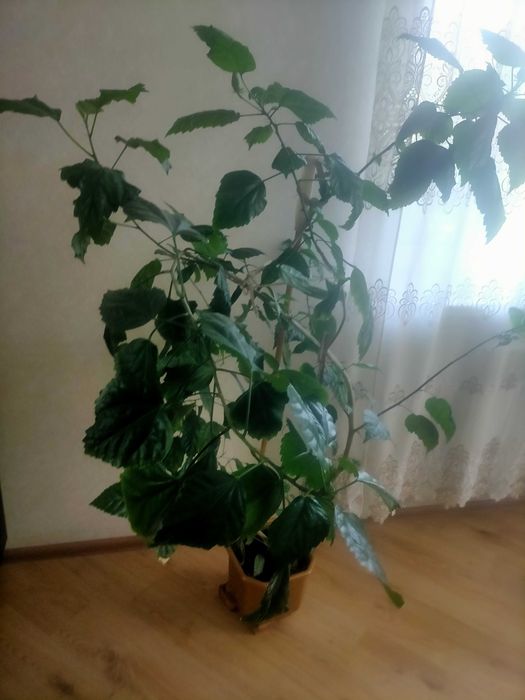 Вазон фікус великий