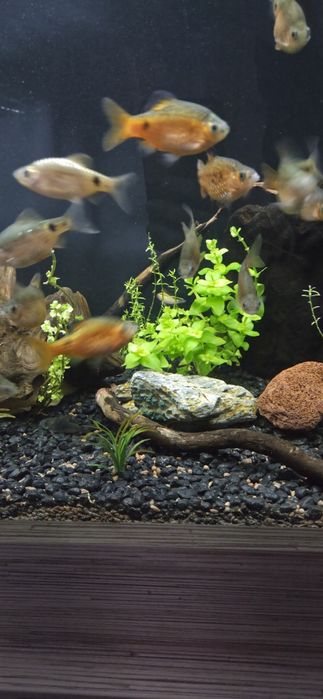 Rybki brzanki tęczowe 15 sztuk