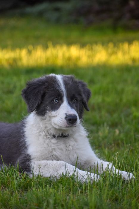 Szczeniak Border Collie FCI