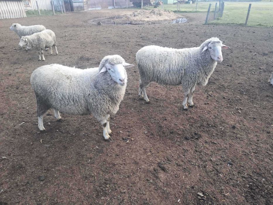 продам баранів, овець