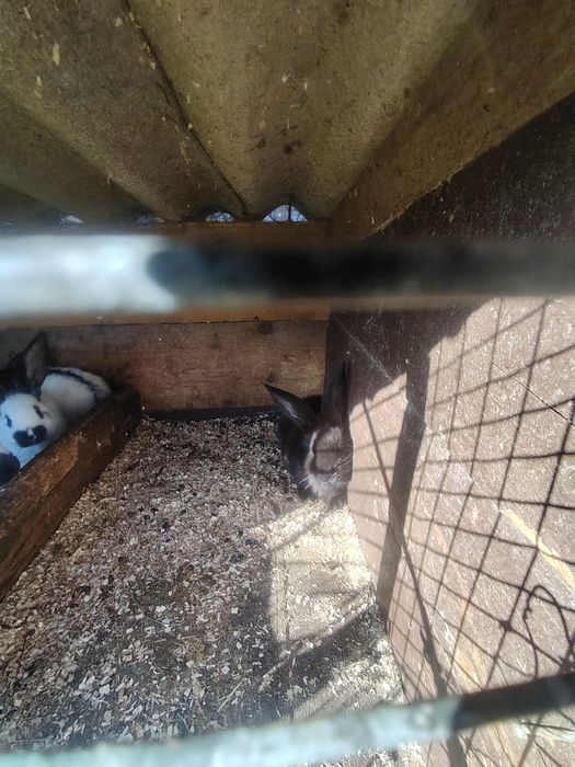 Кролики німецький строкач