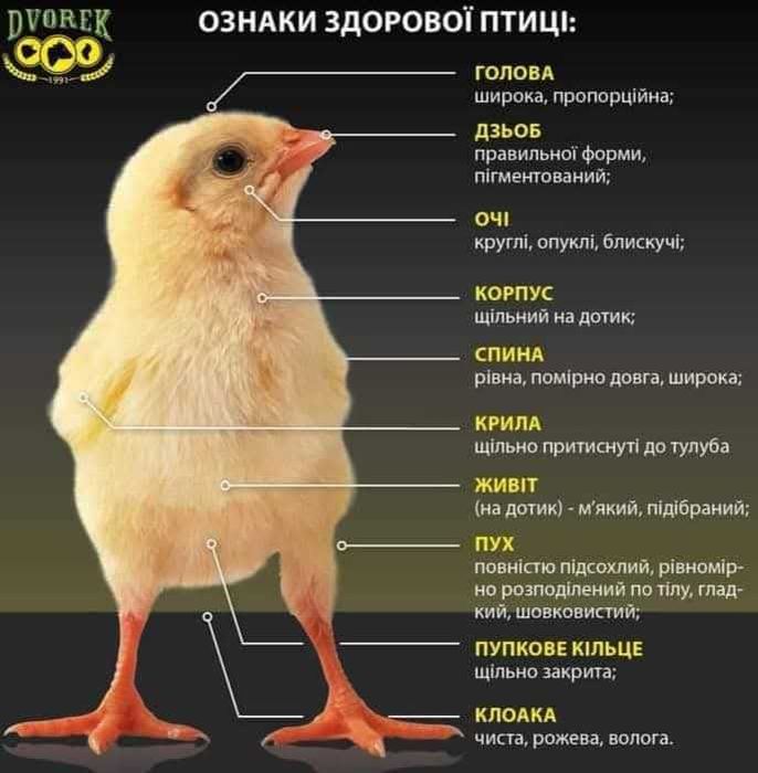 Курчата м'ясо-яєчні кроси, мулард