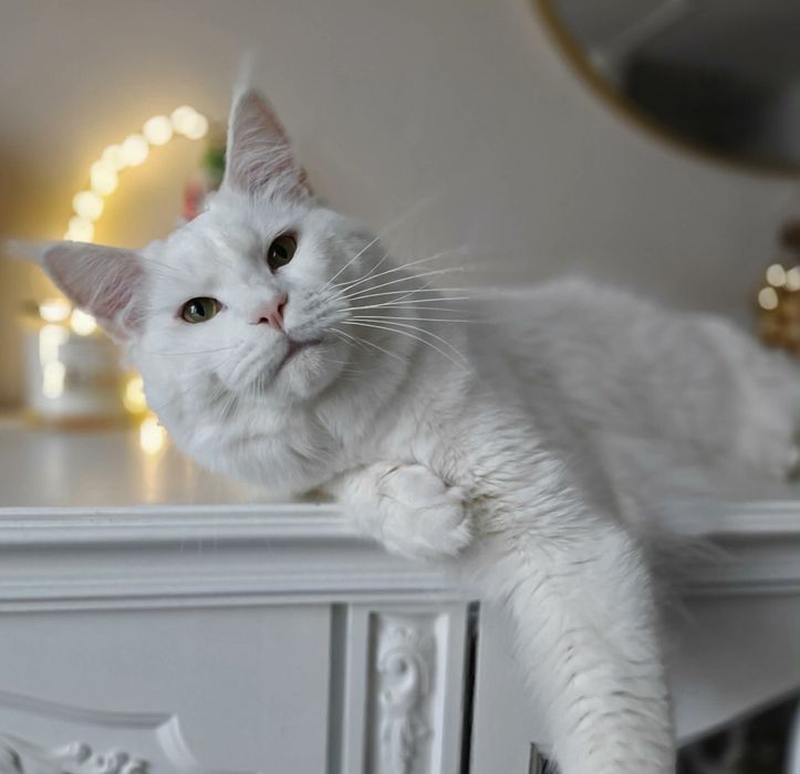 Piękna koteczka Maine Coon