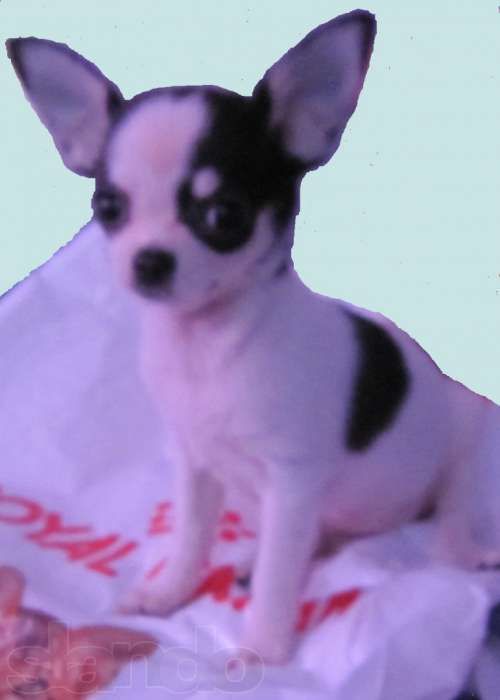 Продам шенков чихуахуа
