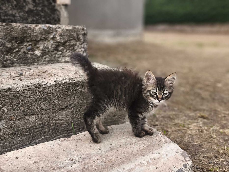 Маленький котик в добрі руки