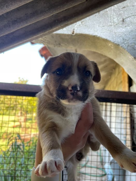 Dão se cães de porte médio