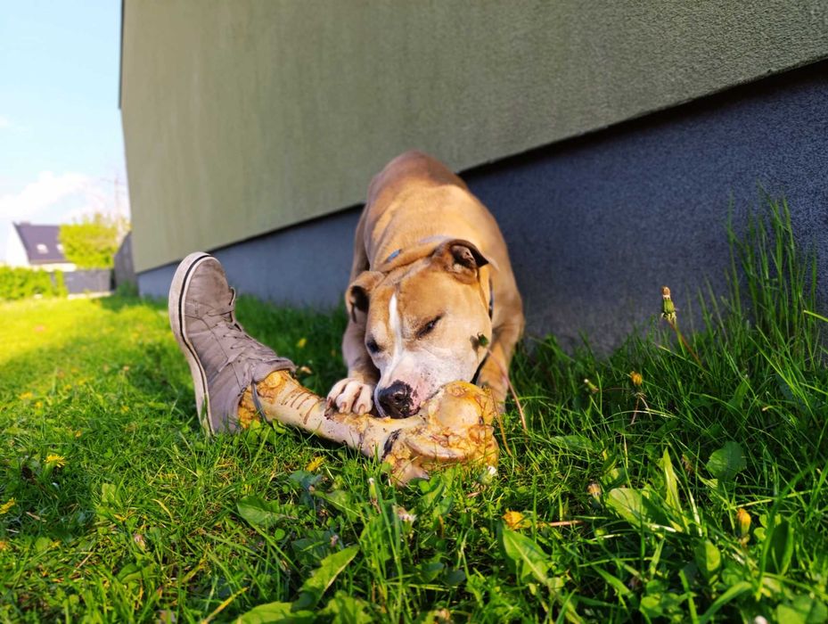 Czy ten pyszczek długo jeszcze będzie czekał na dom?