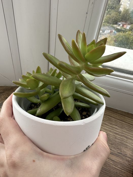 Сукуленти Sedum adolphii