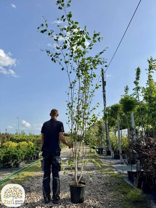 brzoza Doorenbos, świdośliwa, judaszowiec, 150-350cm, wielopniowe