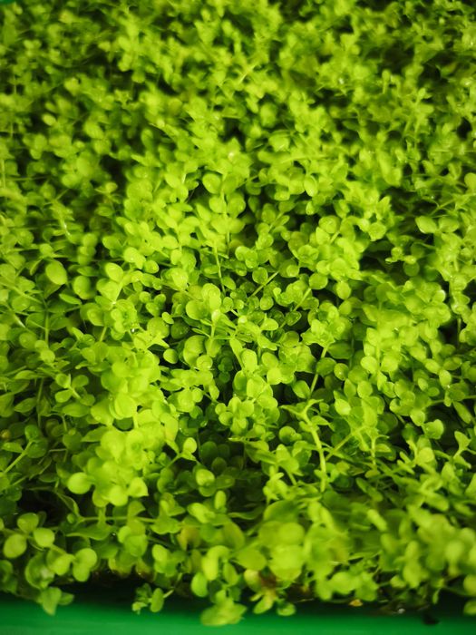 Plantas de aquário Hemianthus Callitrichoides 'Cuba'
