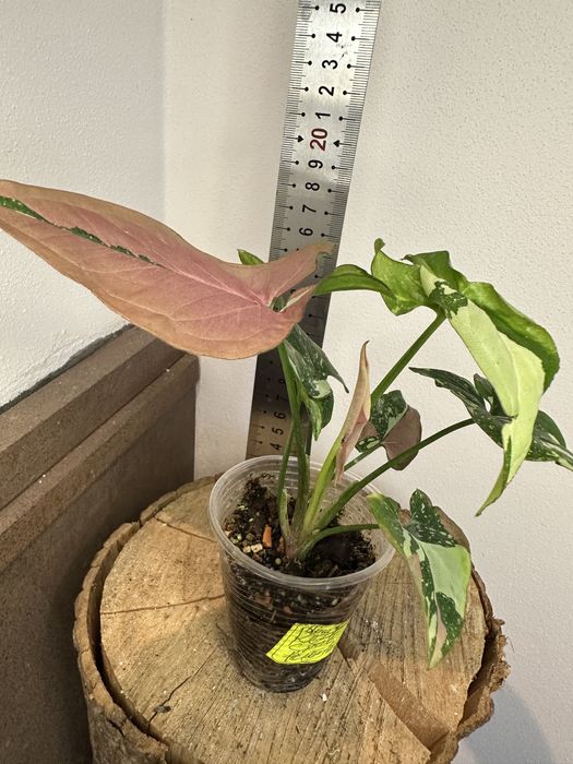 Сингоніум Syngonium Red Spot Tricolor