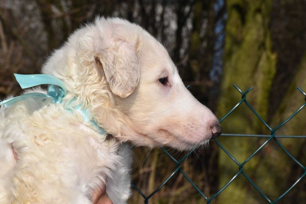 Chart rosyjski borzoj-piesek