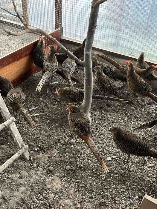 Фазани Золоті і Алмазні