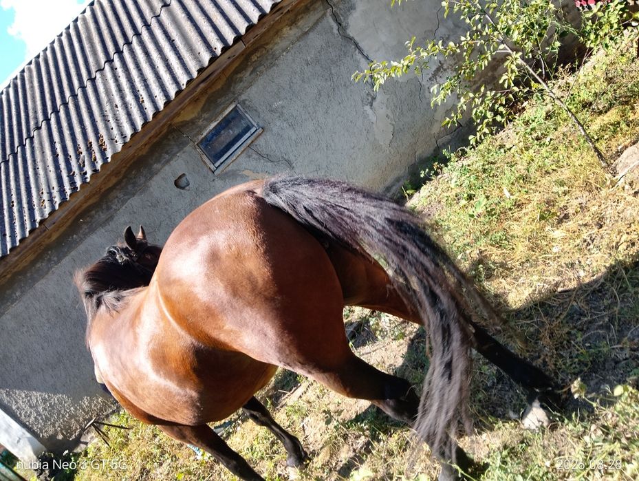 Продам кобилу 9 років