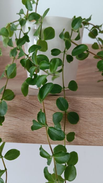 Dischidia okrągłolistna nummularia 35 cm 4 ukorzenione kwiaty