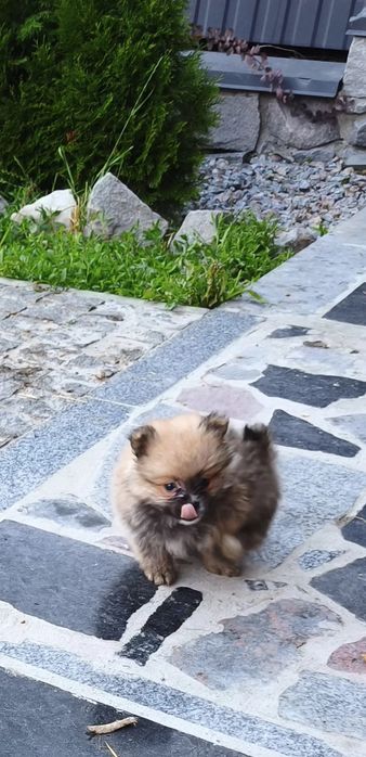 Продам! шпіцульки милі крихітки