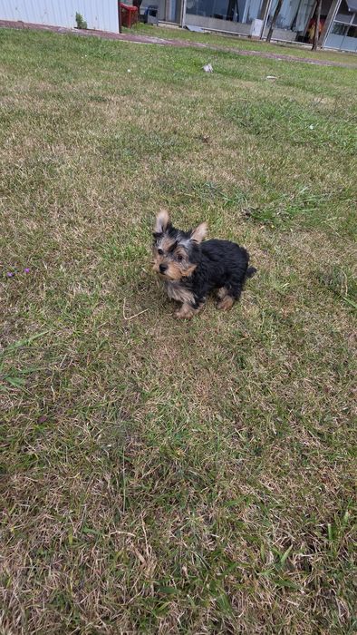 Yorkhire terrier fêmea mini