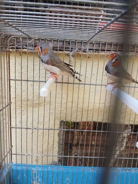 Mandarins A procura de um lar novo
