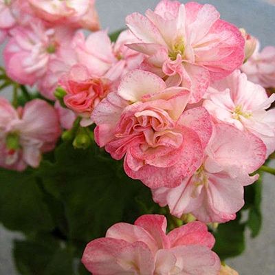 Пеларгонія Rager's Pink