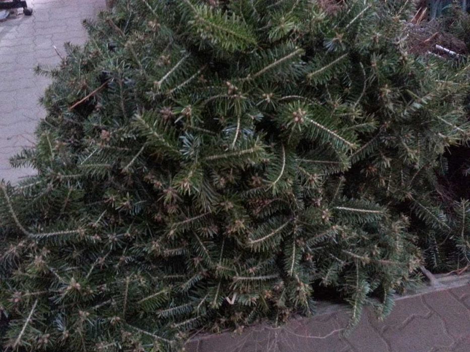Jodła kaukaska 2/1 2/2 Jodła kaukaska, jodła Nordmanna na choinki