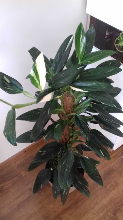 Monstera Cobra/Standleyana