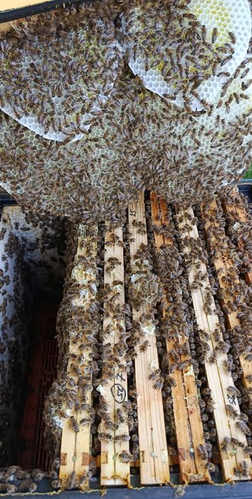 Rodzina pszczela odkład pszczoły