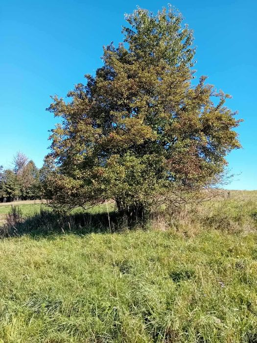 Sprzedam działkę rolną - Więcej