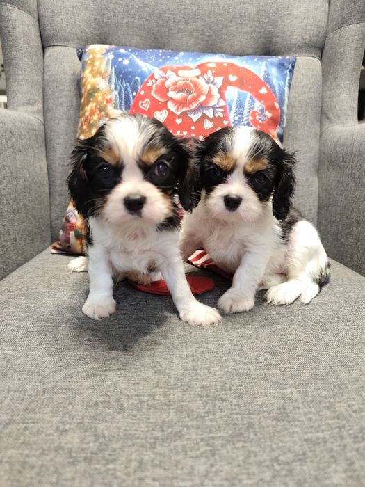 Cavalier King Charles spaniel, suczka