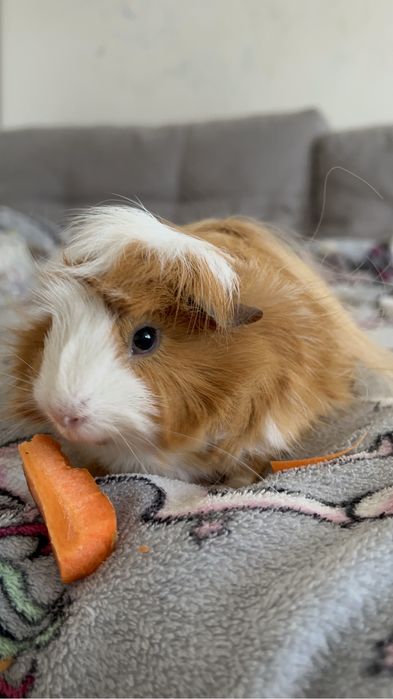 Морська свинка розетка