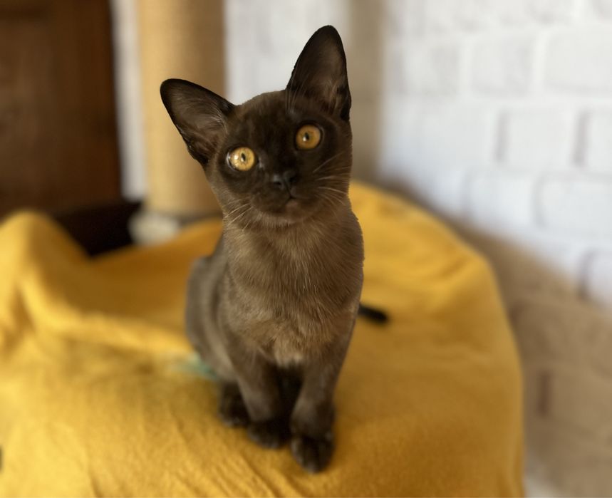 Соболина дівчинка бурма