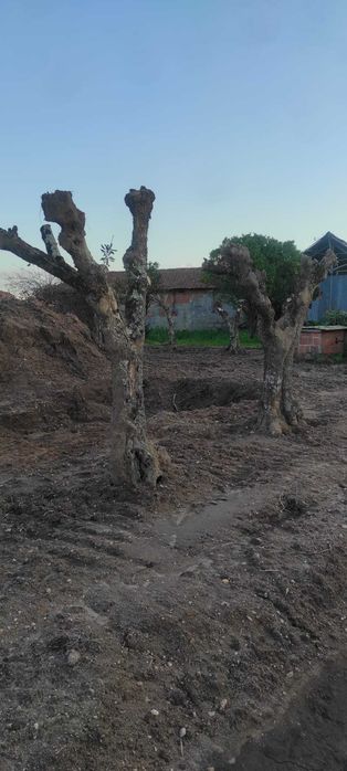 Várias Oliveiras Antigas para Jardim