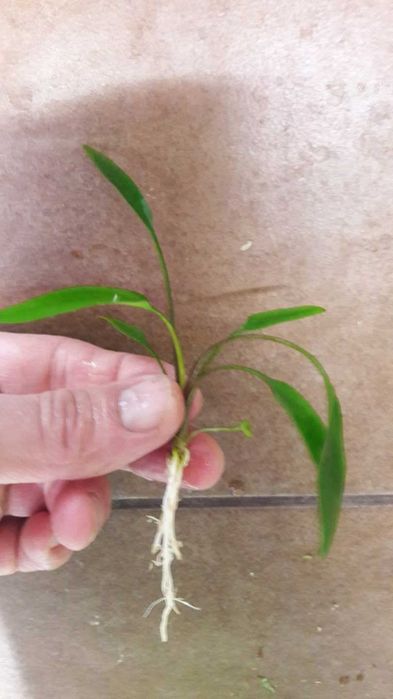 Cryptocoryne Nevillii