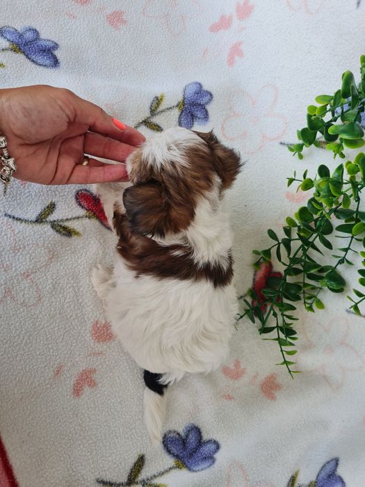 Estupendo mini Yorkshire Beiwer de Qualidade