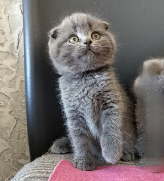 Але файний котик хлопчик