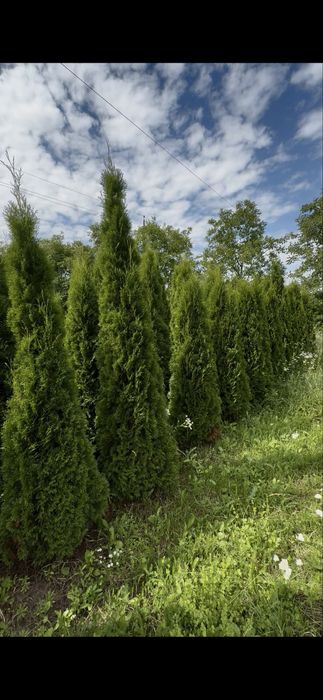 Продаж Туя Смарагд висотою 2 м.- 550 грн. В наявності велика кількість