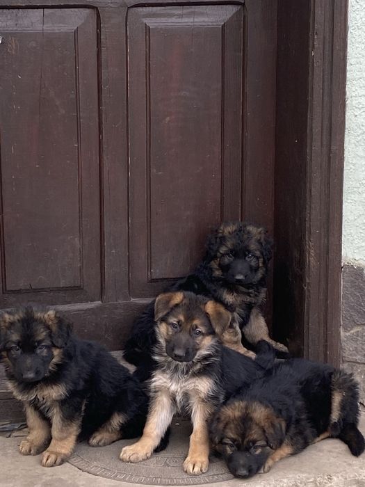 Німецька вівчарка дівчинка