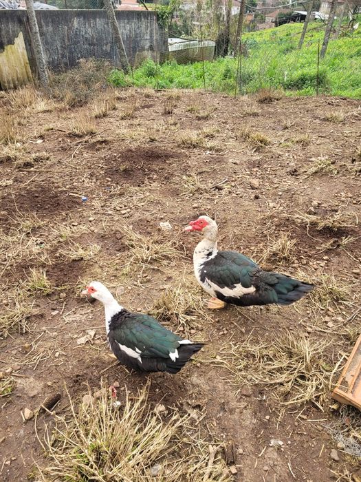 Ovos de patos mudos galados