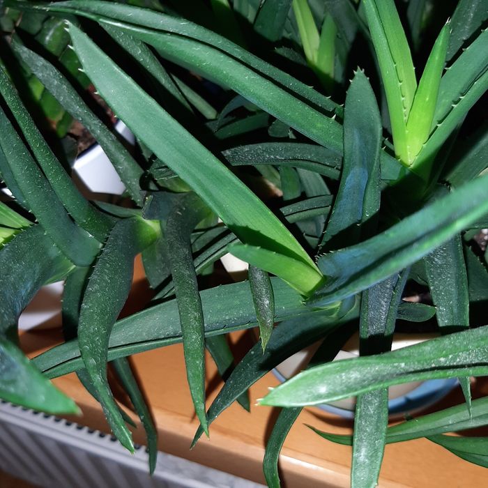 Aloes, haworthia, Gasteria różne