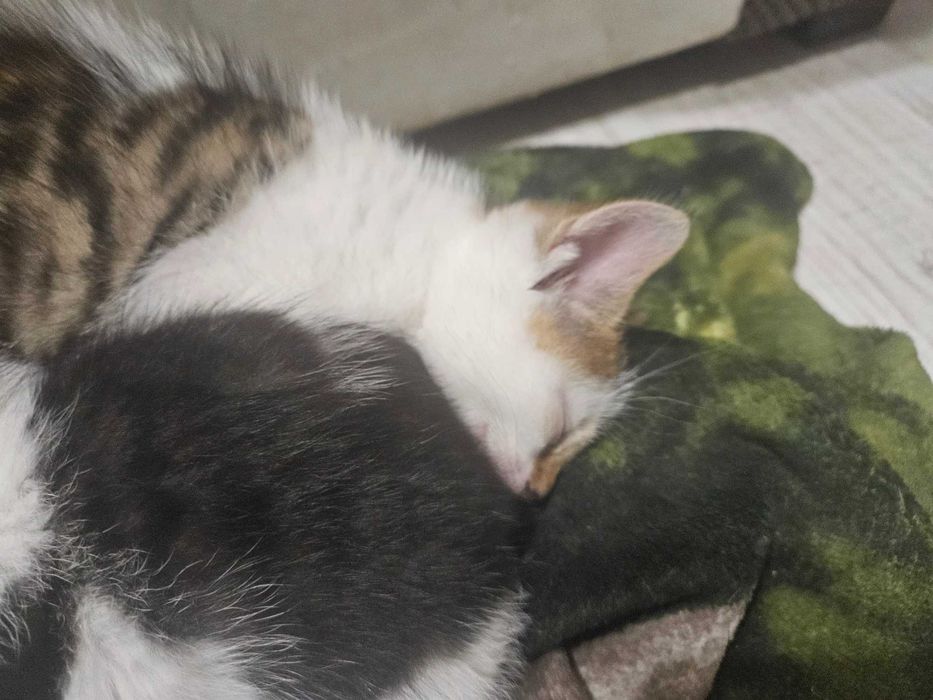 Oddam kotki w dobre rece!