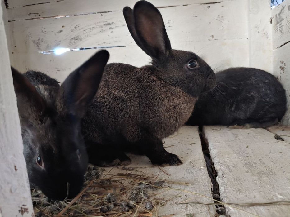 Кролі живою вагою