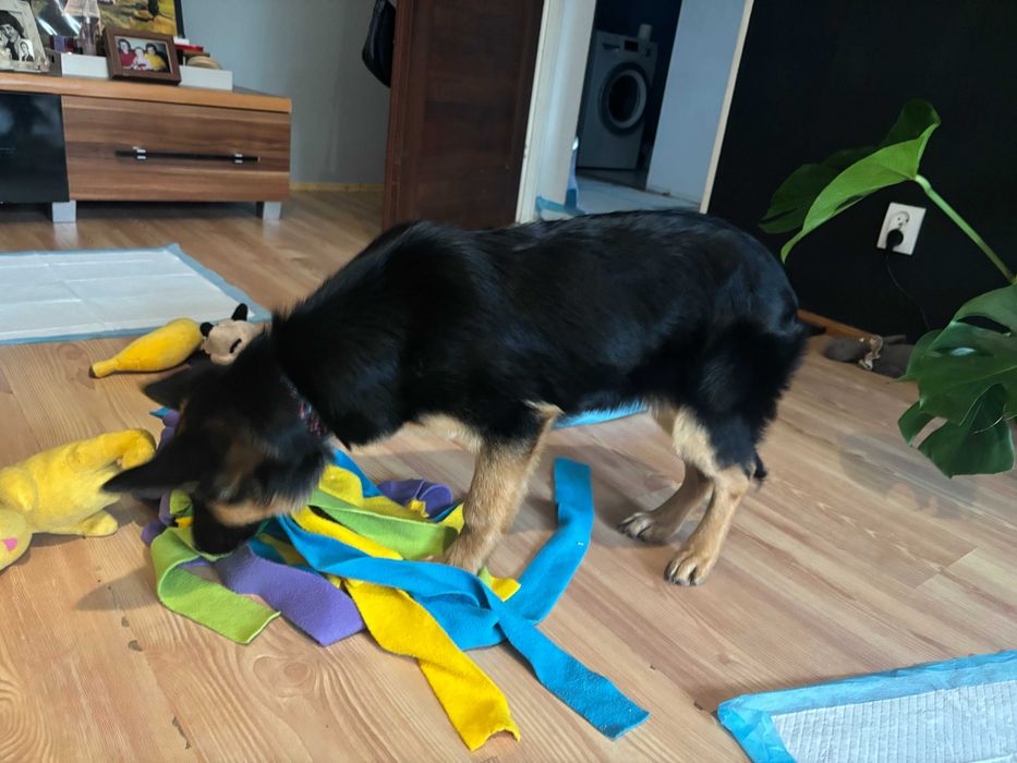 Szczeniak Amina gotowy do adopcji!