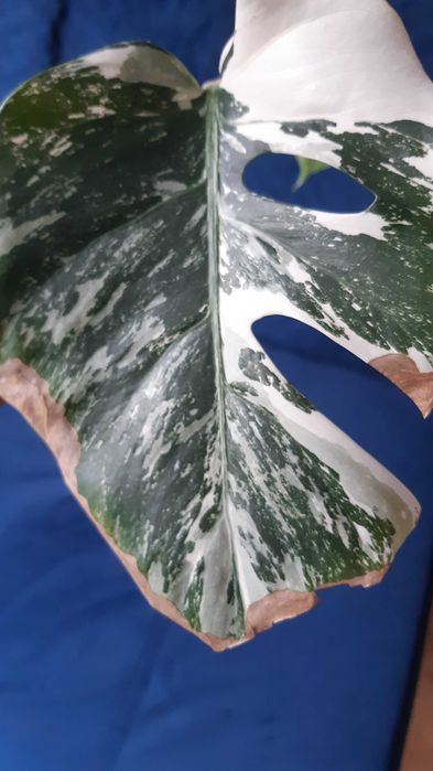 Monstera variegata ukorzeniona pędowka