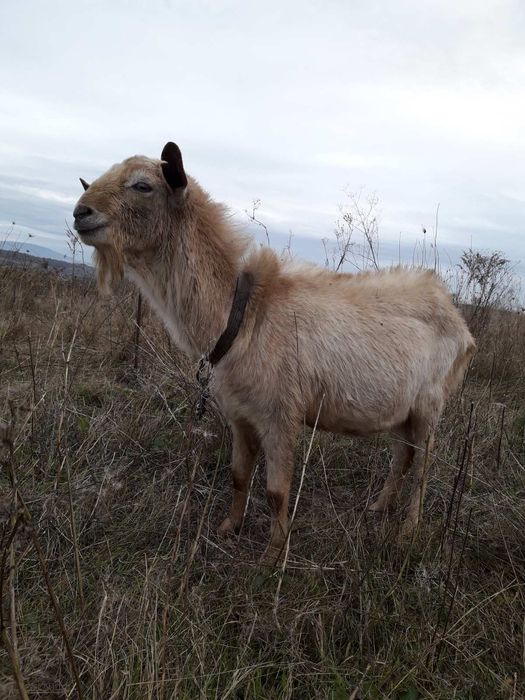 Козли для спарювання