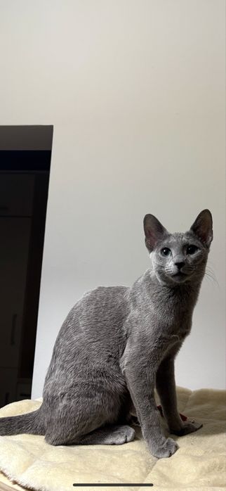 Kot rosyjski niebieski 6miesięczny